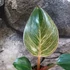 Kép 6/9 - Philodendron 'Birkin Pink'