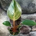 Kép 5/9 - Philodendron 'Birkin Pink'