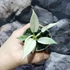 Kép 6/13 - Philodendron 'Florida Ghost'