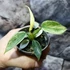 Kép 3/13 - Philodendron 'Florida Ghost'