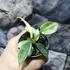 Kép 5/13 - Philodendron 'Florida Ghost'