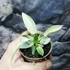 Kép 4/13 - Philodendron 'Florida Ghost'