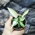 Kép 2/13 - Philodendron 'Florida Ghost'