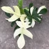 Kép 1/13 - Philodendron 'Florida Ghost'