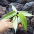 Kép 8/13 - Philodendron 'Florida Ghost'