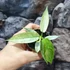 Kép 9/13 - Philodendron 'Florida Ghost'