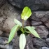 Kép 7/13 - Philodendron 'Florida Ghost'