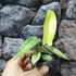 Kép 12/13 - Philodendron 'Florida Ghost'
