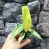 Kép 13/13 - Philodendron 'Florida Ghost'