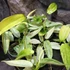 Kép 11/13 - Philodendron 'Florida Ghost'
