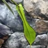 Kép 6/6 - Philodendron Joepii
