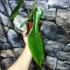 Kép 3/6 - Philodendron Joepii