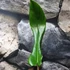 Kép 4/6 - Philodendron Joepii