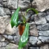 Kép 5/6 - Philodendron Joepii