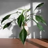 Kép 1/6 - Philodendron Joepii