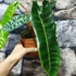 Kép 3/11 - Philodendron billietiae