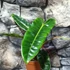 Kép 11/11 - Philodendron billietiae