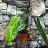 Kép 2/11 - Philodendron billietiae