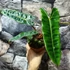 Kép 5/11 - Philodendron billietiae