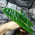 Kép 6/11 - Philodendron billietiae