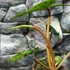 Kép 7/11 - Philodendron billietiae