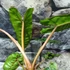 Kép 8/11 - Philodendron billietiae