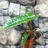 Kép 9/11 - Philodendron billietiae