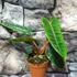 Kép 10/11 - Philodendron billietiae