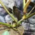 Kép 5/12 - Philodendron atabapoense