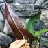 Kép 3/12 - Philodendron atabapoense