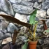 Kép 4/12 - Philodendron atabapoense