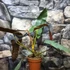 Kép 2/12 - Philodendron atabapoense