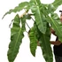 Kép 1/12 - Philodendron atabapoense