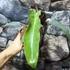 Kép 9/12 - Philodendron atabapoense