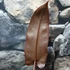 Kép 10/12 - Philodendron atabapoense