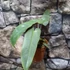 Kép 11/12 - Philodendron atabapoense