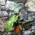 Kép 6/12 - Philodendron atabapoense