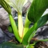Kép 7/7 - Philodendron Birkin - white measure
