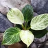 Kép 2/7 - Philodendron Birkin - white measure