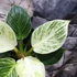 Kép 3/7 - Philodendron Birkin - white measure