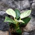 Kép 5/7 - Philodendron Birkin - white measure