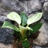 Kép 6/7 - Philodendron Birkin - white measure