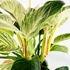 Kép 1/7 - Philodendron Birkin - white measure