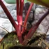 Kép 4/15 - Philodendron 'Strawberry Shake'