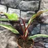 Kép 12/15 - Philodendron 'Strawberry Shake'