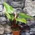 Kép 13/15 - Philodendron 'Strawberry Shake'