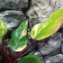 Kép 14/15 - Philodendron 'Strawberry Shake'