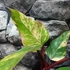 Kép 15/15 - Philodendron 'Strawberry Shake'