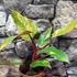 Kép 2/15 - Philodendron 'Strawberry Shake'