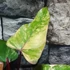 Kép 3/15 - Philodendron 'Strawberry Shake'